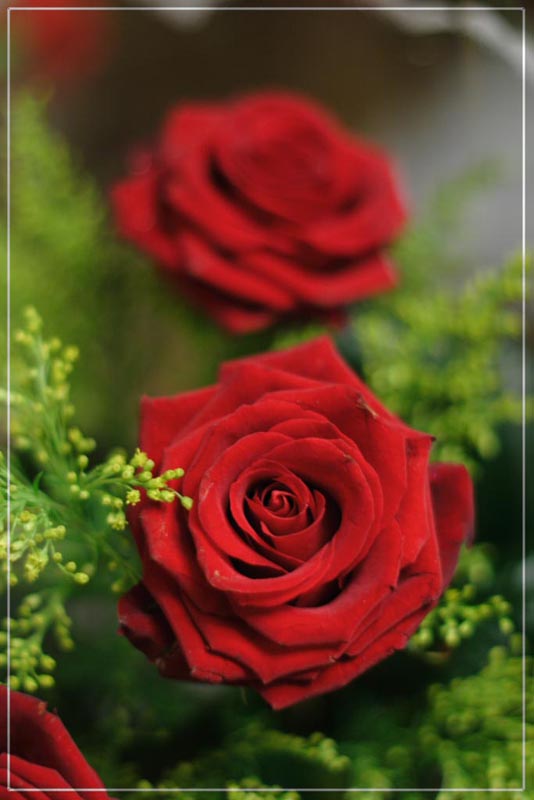 photo "***" tags: nature, flowers