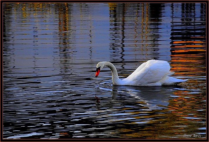photo "swan" tags: nature, pets/farm animals