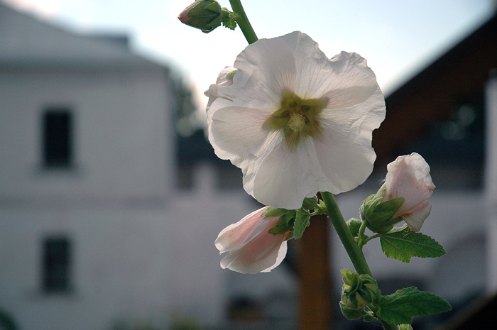 photo "Monastic court yard" tags: architecture, nature, landscape, flowers