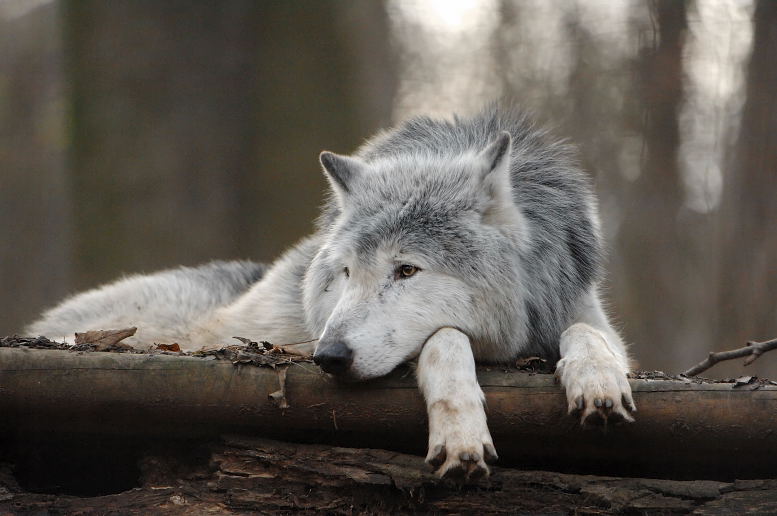 photo "Timber wolf ... relaxed :-)" tags: nature, wild animals