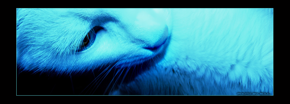 фото "голубая кошка" метки: природа, абстракция, домашние животные