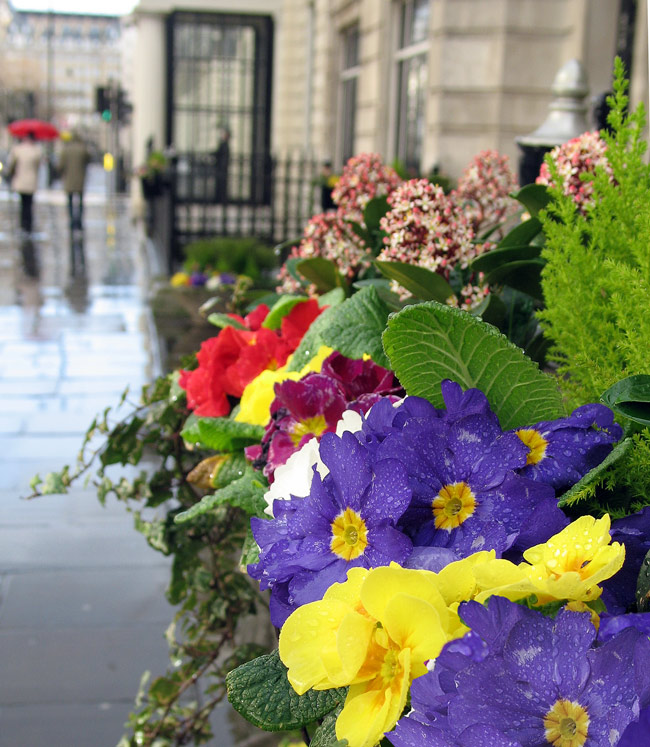 photo "London rain" tags: architecture, nature, landscape, flowers