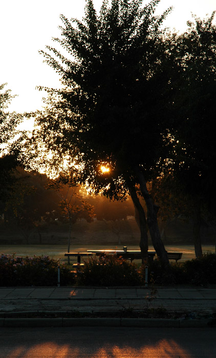 photo "Early Morning" tags: landscape, forest, sunset