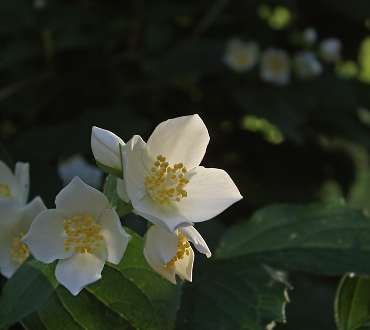 photo "In soft light" tags: nature, macro and close-up, flowers