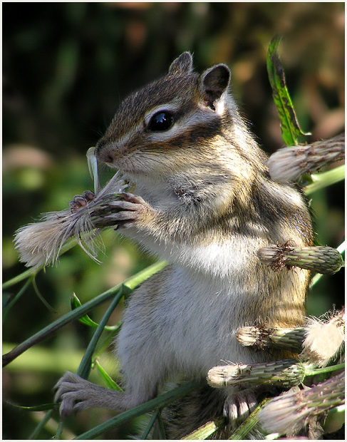 photo "Chipmunk" tags: nature, wild animals
