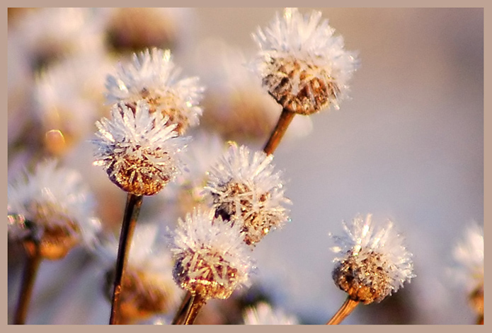 photo "Icy flowers" tags: nature, macro and close-up, flowers