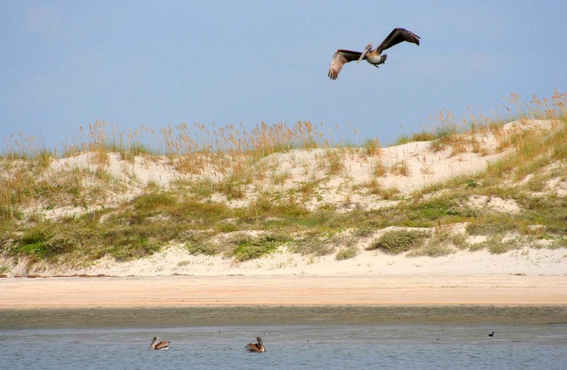 photo "Wild Beach" tags: nature, wild animals