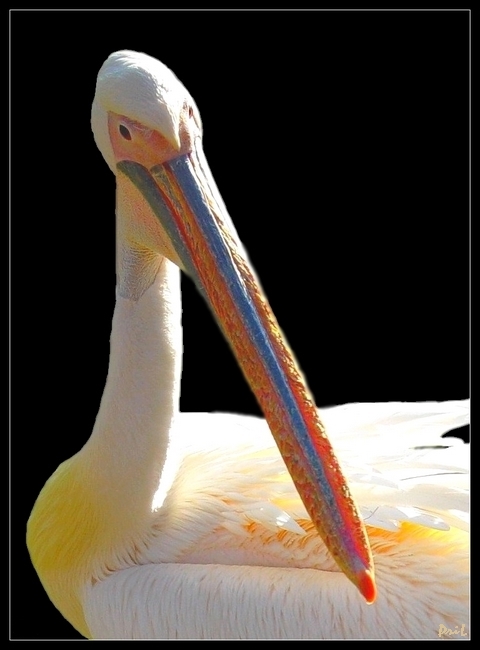 photo "Diagonal" tags: nature, wild animals