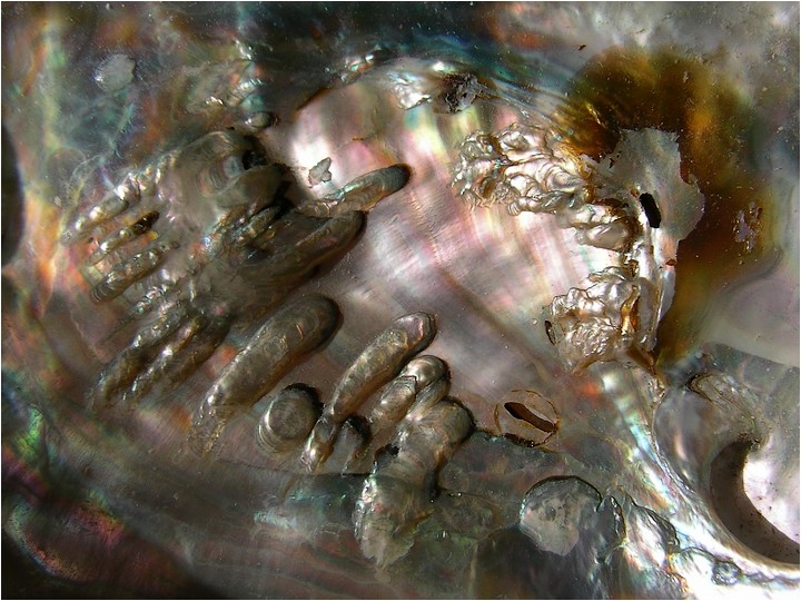 photo "mother of pearl" tags: macro and close-up, abstract, 