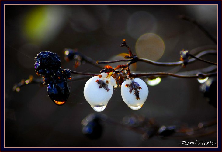 photo "last white bays" tags: nature, macro and close-up, flowers