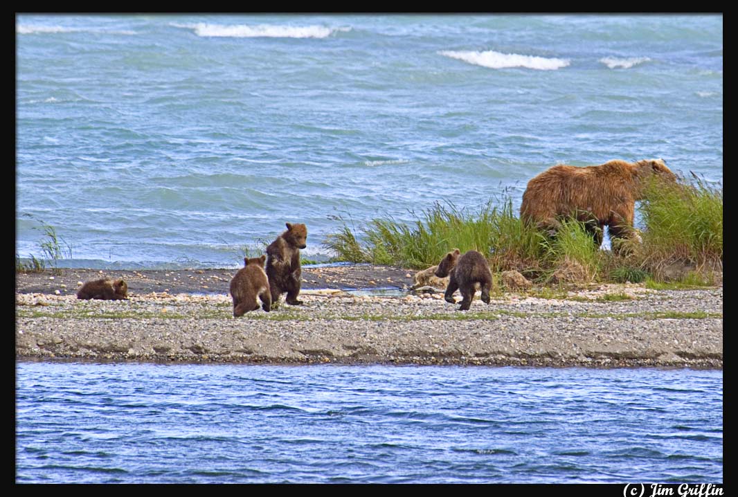 photo "The playful cubs" tags: nature, wild animals