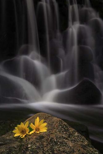 photo "Sitting Pretty" tags: landscape, nature, flowers, water