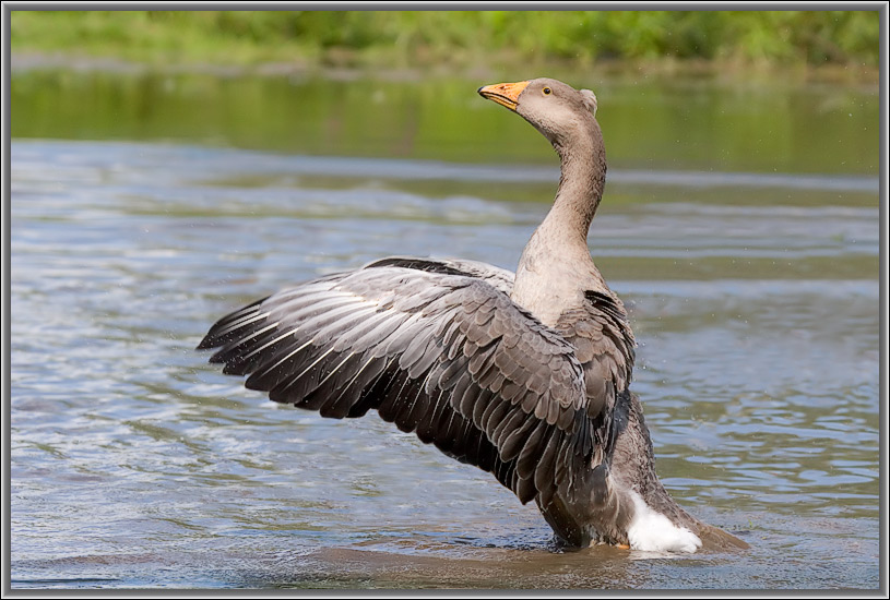 photo "***" tags: nature, wild animals