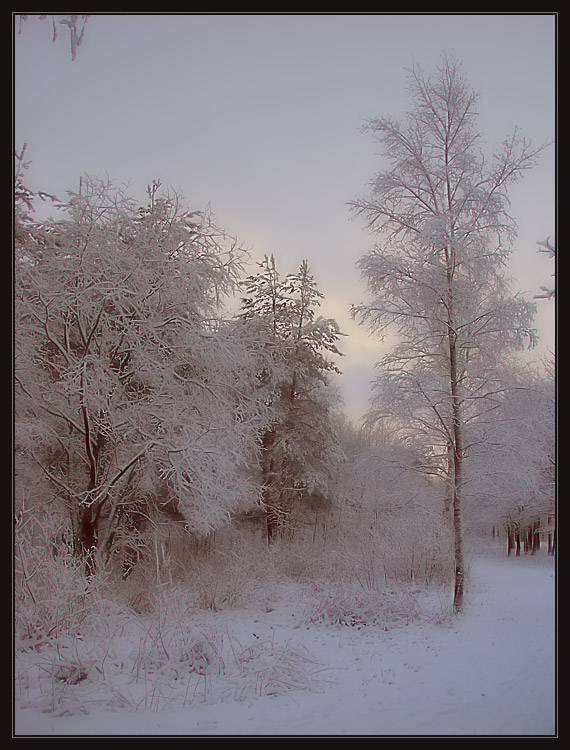 photo "Alexandrino park: The first snow" tags: landscape, forest, winter