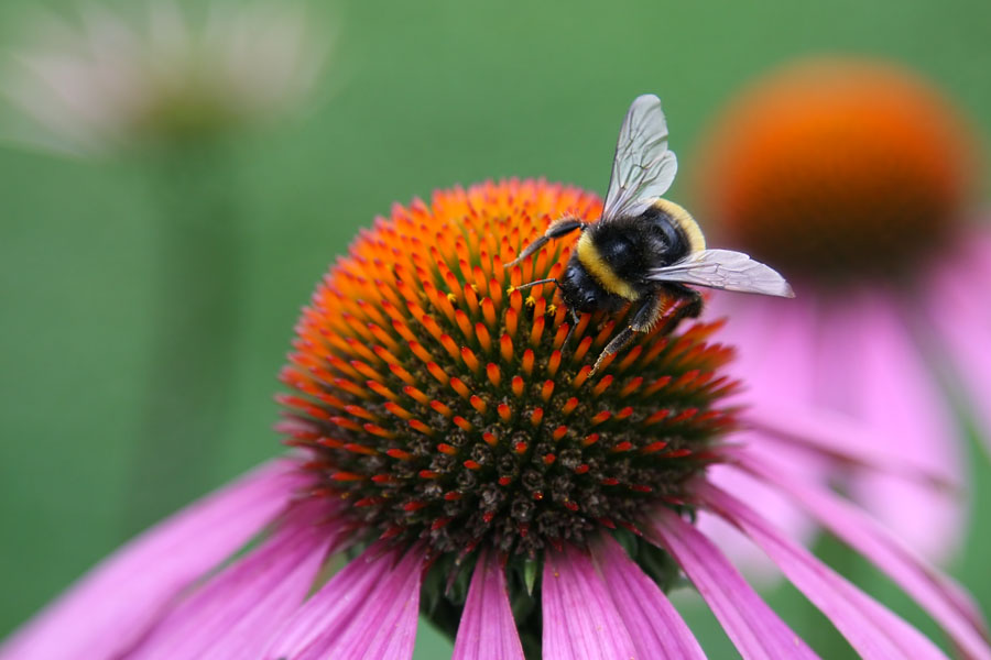 photo "21121 Пчелка" tags: nature, macro and close-up, insect