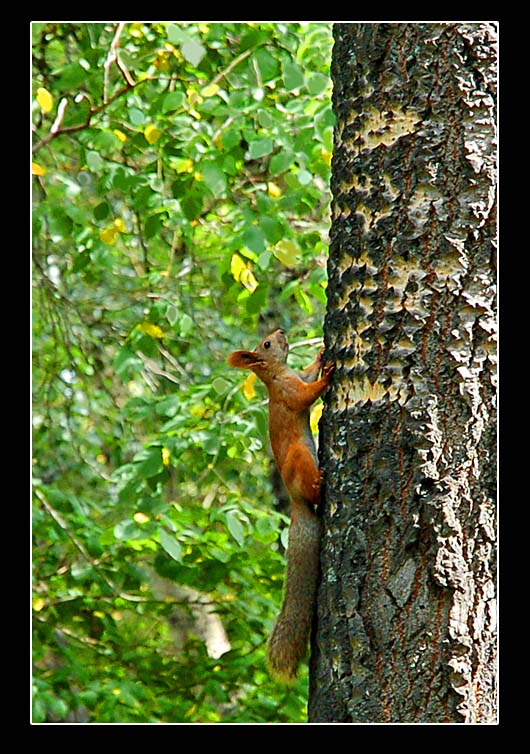 photo "Upwards on tree" tags: nature, wild animals
