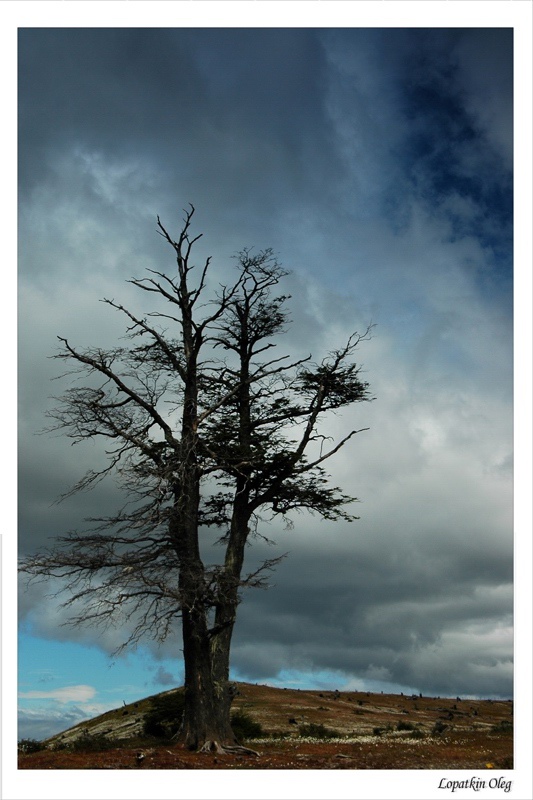 photo "Old tree" tags: travel, South America