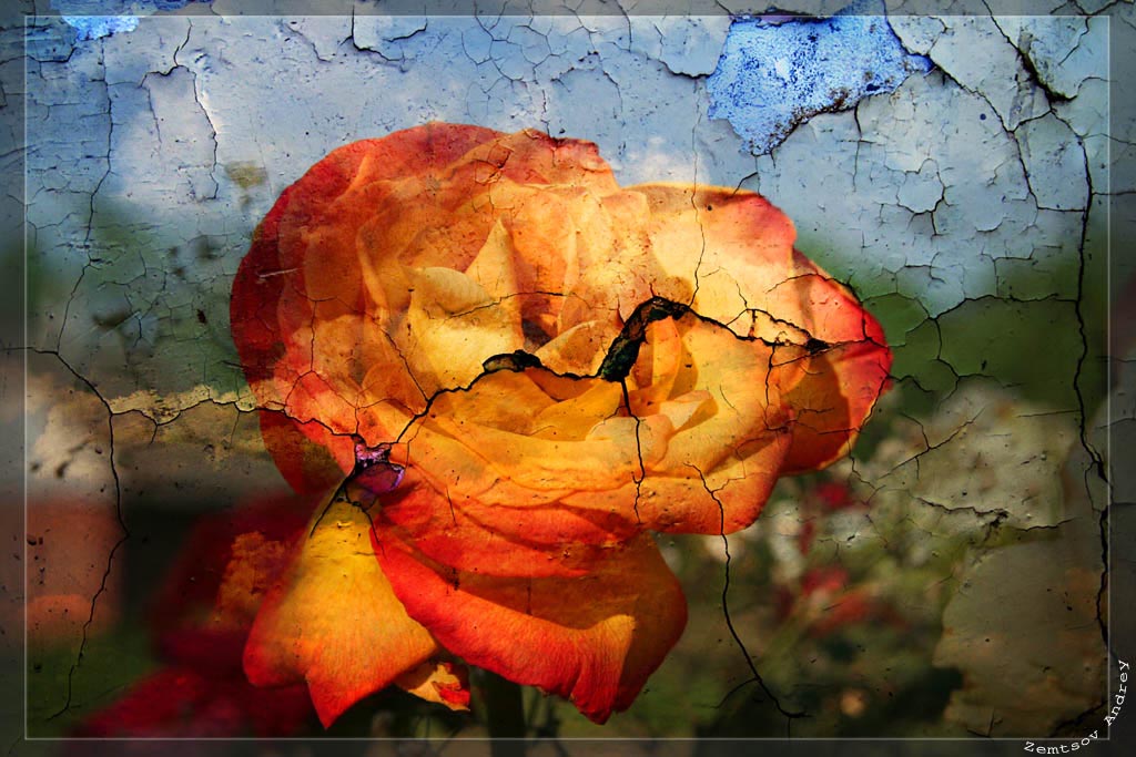 photo "Fresco..." tags: montage, nature, flowers