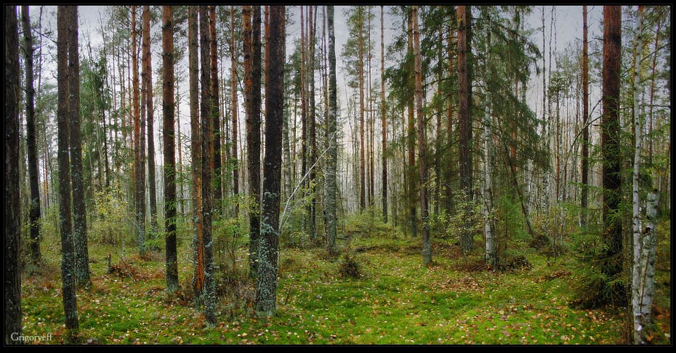 photo "Shortly before frosts" tags: landscape, forest