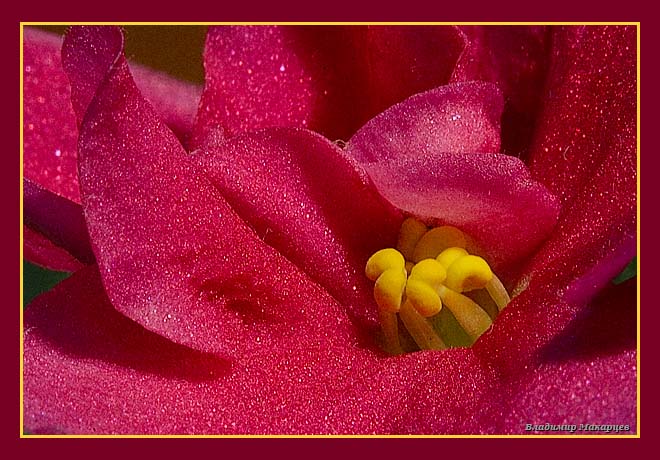 photo "***" tags: macro and close-up, nature, flowers