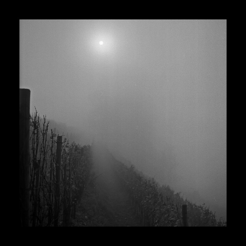 photo "foggy vineyard" tags: landscape, black&white, autumn