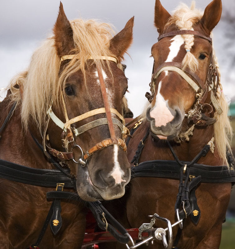 photo "The horsy" tags: portrait, nature, pets/farm animals