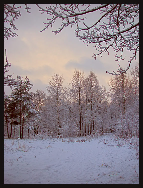 photo "Alexandrino park: The first snow 2" tags: landscape, forest, winter