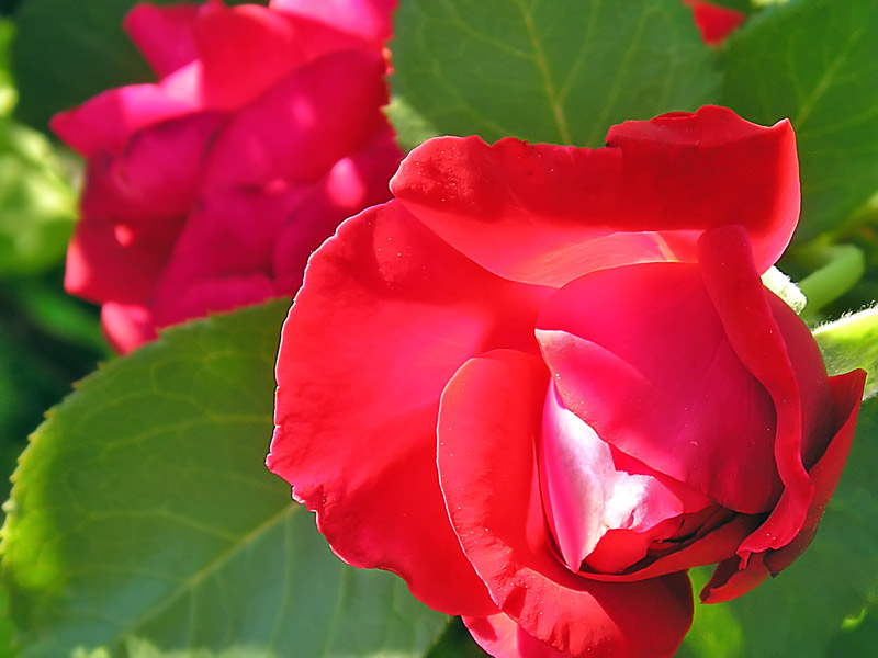 фото "розы" метки: природа, цветы