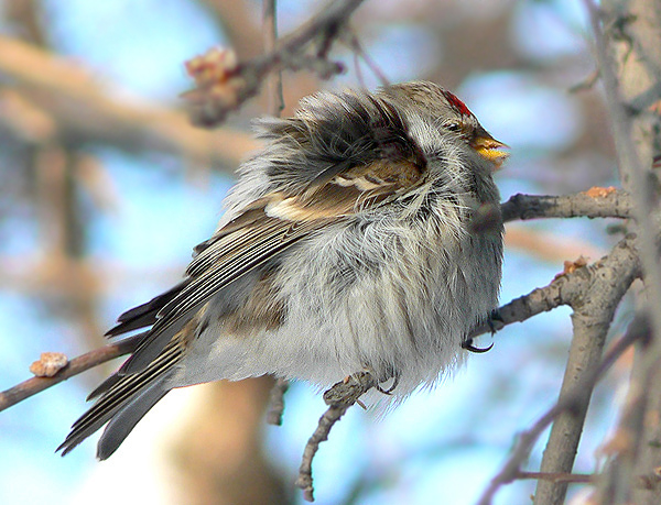 photo "I don't want to be photographed!" tags: nature, wild animals