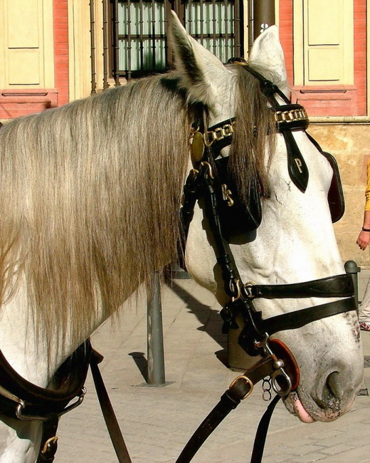 photo "Spanish Horse" tags: nature, pets/farm animals