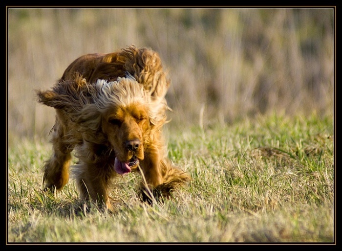 photo "boosy,bousy dog..." tags: nature, 