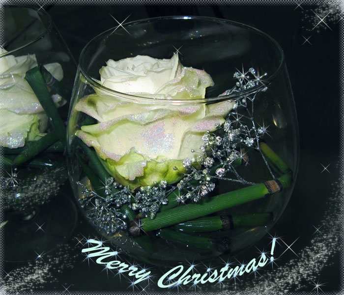 photo "Merry Chrismas!" tags: nature, still life, flowers