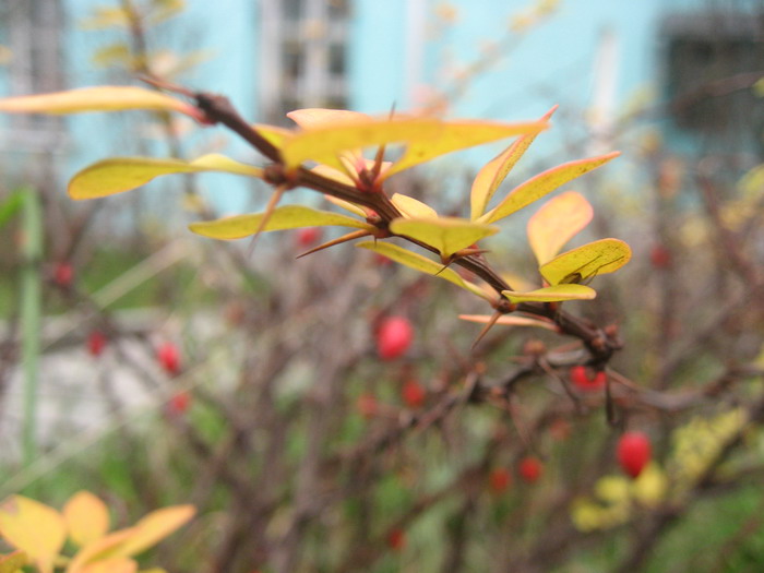 photo "Take my hand" tags: nature, macro and close-up, flowers