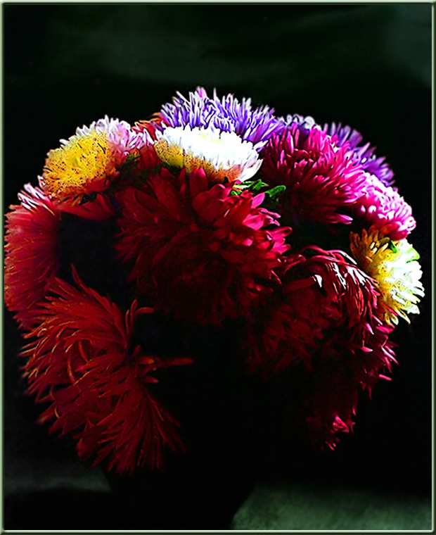photo ""Asters"." tags: still life, 