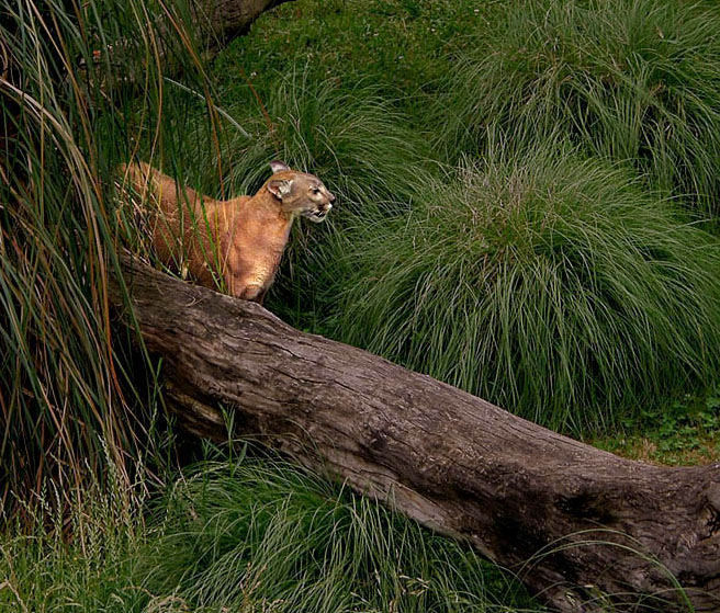 photo "Puma!" tags: travel, nature, South America, wild animals