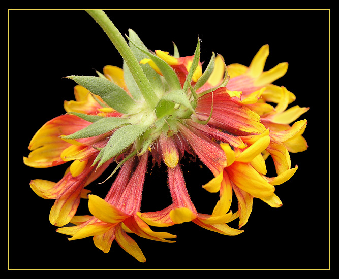 photo "Gaillardia" tags: nature, macro and close-up, flowers