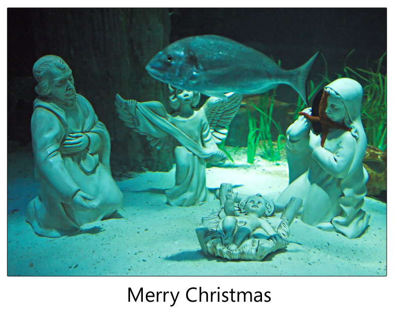 фото "Merry Christmas" метки: натюрморт, 