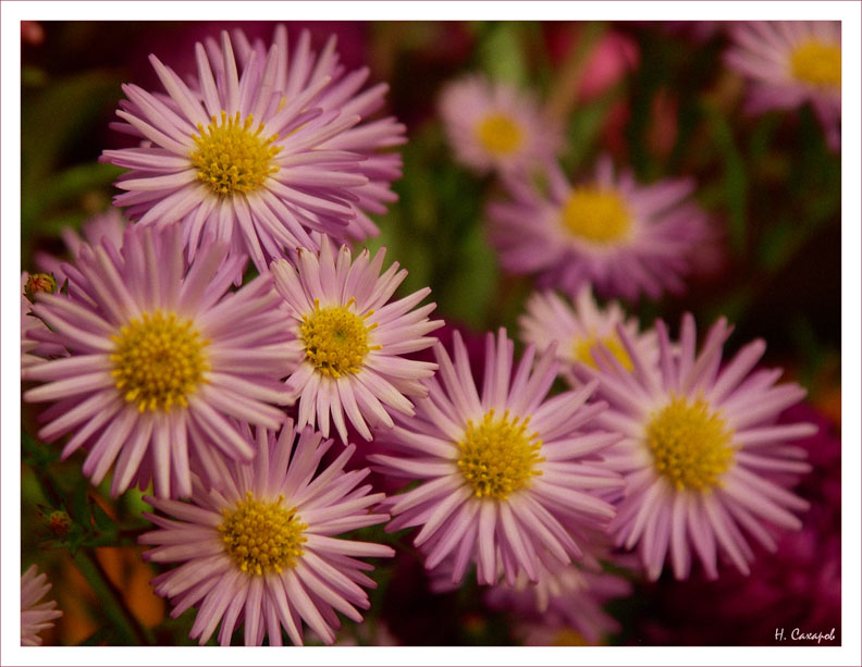 photo "***" tags: nature, flowers