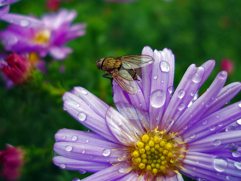 photo "***" tags: macro and close-up, nature, 