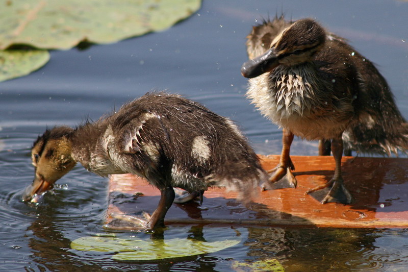 photo "Cartoon ducklings" tags: nature, wild animals