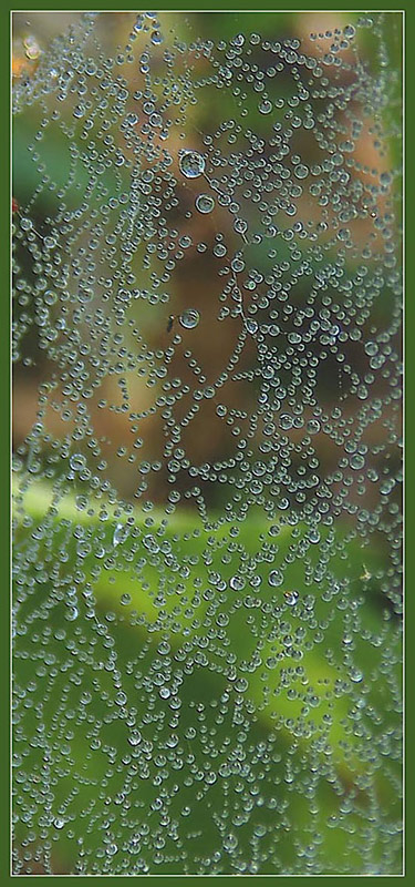 photo "***" tags: macro and close-up, 