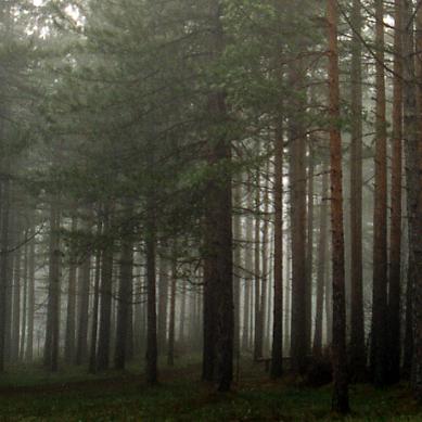 photo "lonely tree" tags: , 