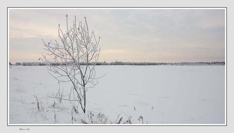 фото "Snow silence..." метки: пейзаж, зима