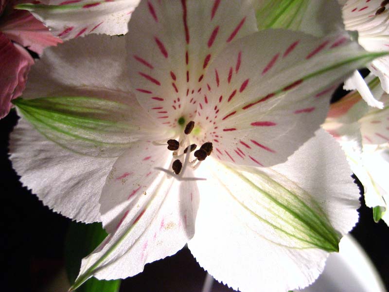 фото "Светящийся цветок" метки: природа, цветы