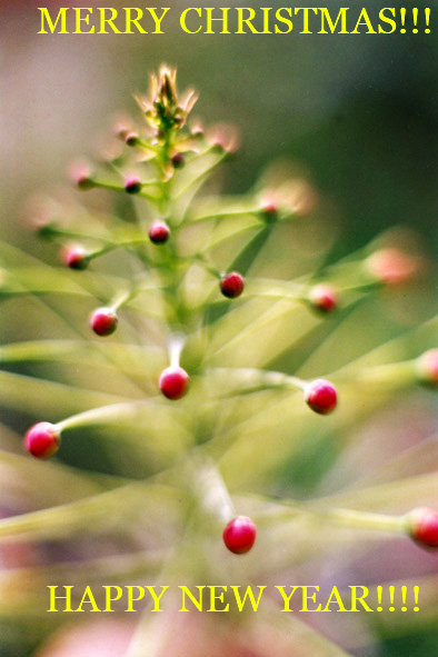 photo "MERRY CHRISTIMAS!!!!!" tags: nature, macro and close-up, 