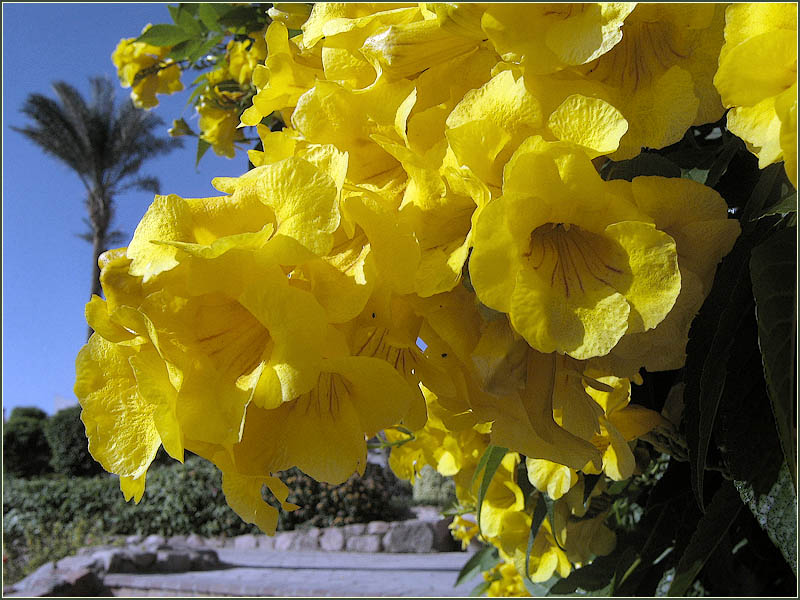 photo "***" tags: travel, nature, Asia, flowers