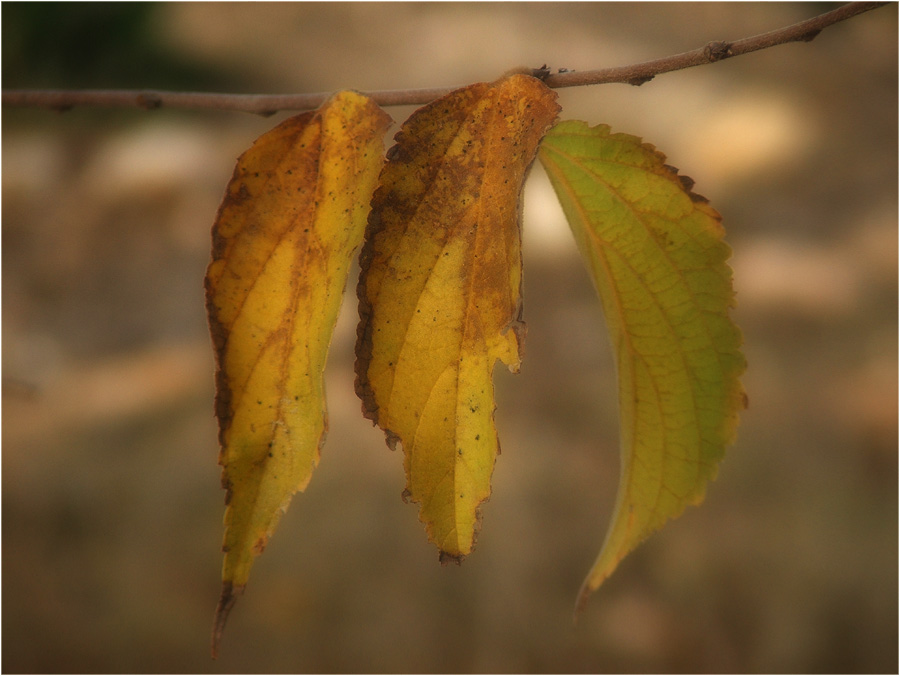 фото "Безмолвие Осени." метки: пейзаж, природа, осень