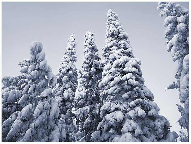 photo "Hello, fir-trees!" tags: landscape, forest, winter