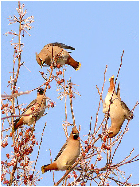 photo "Circus" tags: nature, wild animals