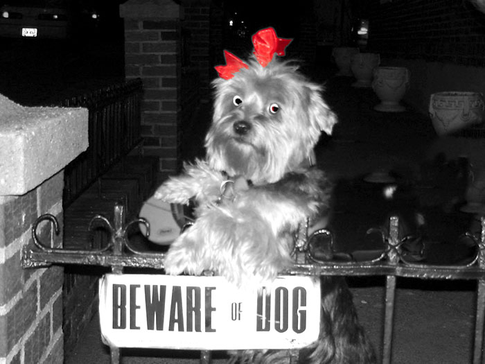 фото "Beware of dog" метки: , 